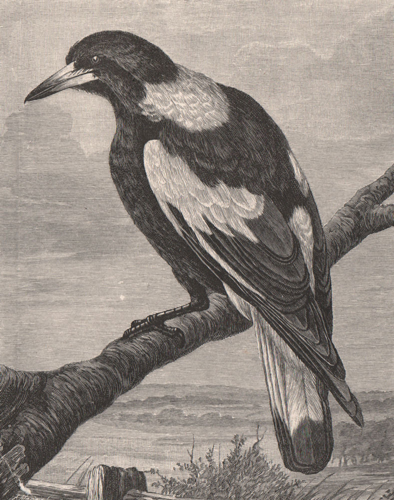 Magpie. Australasia 1888 old antique vintage print picture